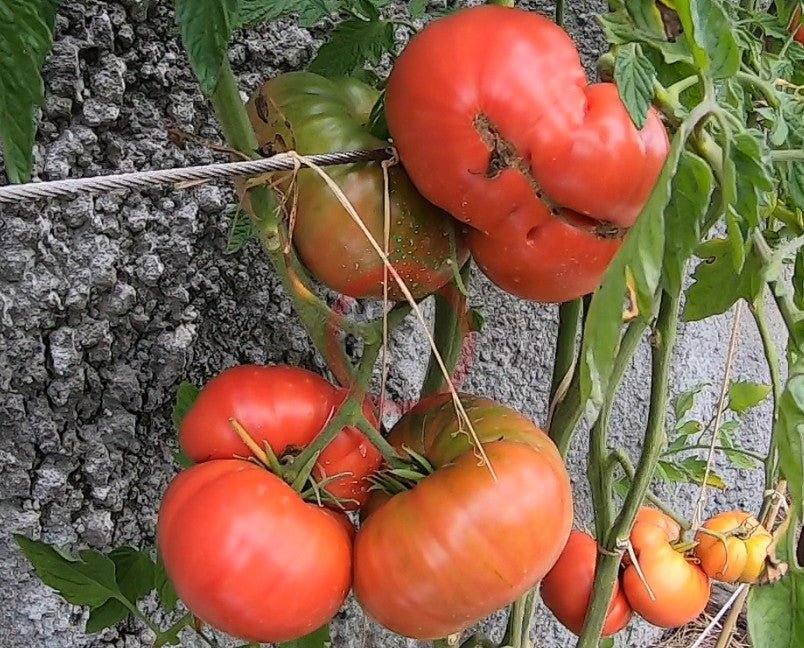 Nahuelbuta Pink DER TOMATENFLÜSTERER