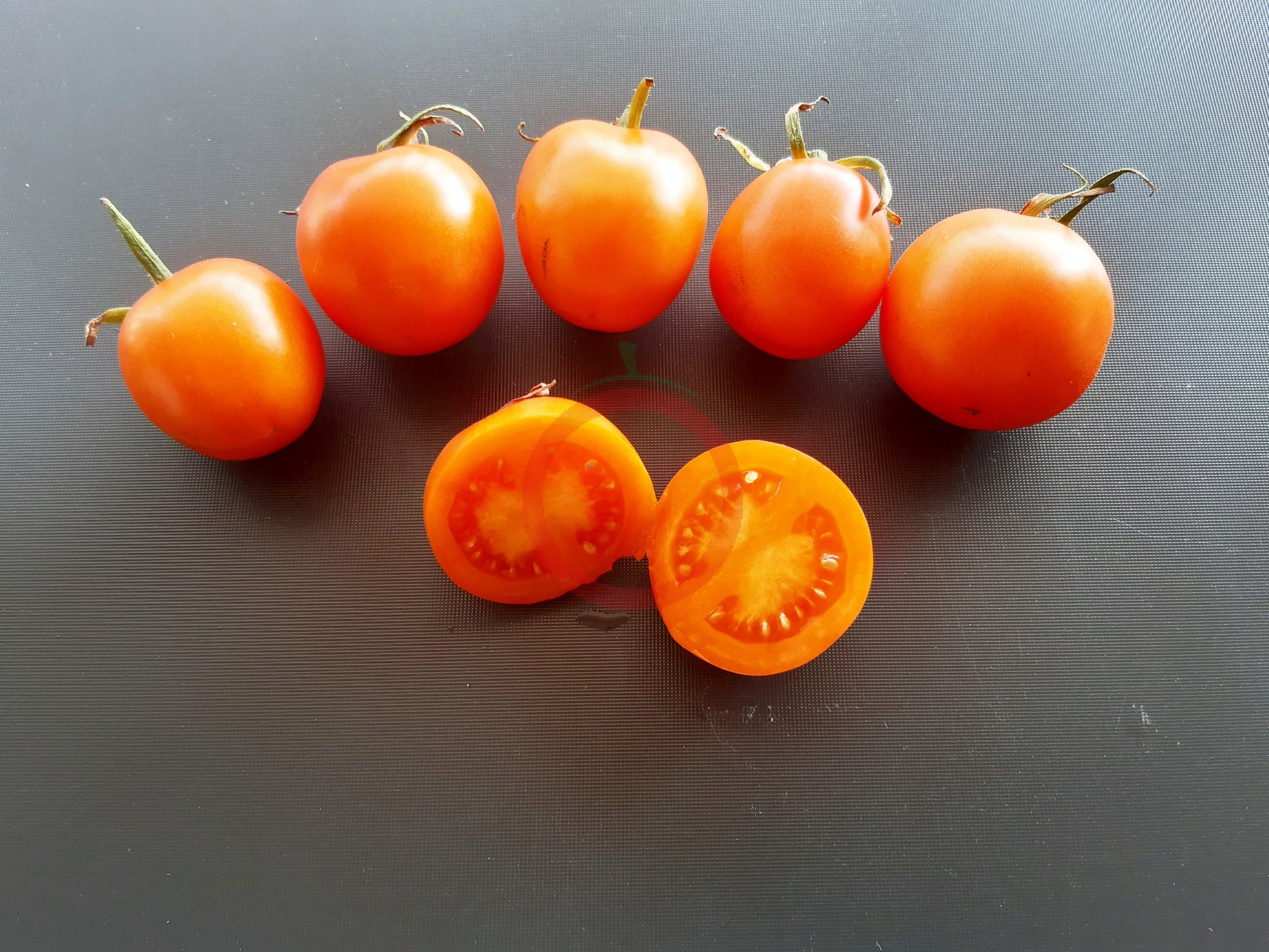 Napsugar DER TOMATENFLÜSTERER