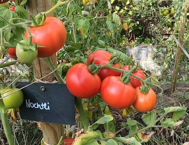 Nochtli DER TOMATENFLÜSTERER