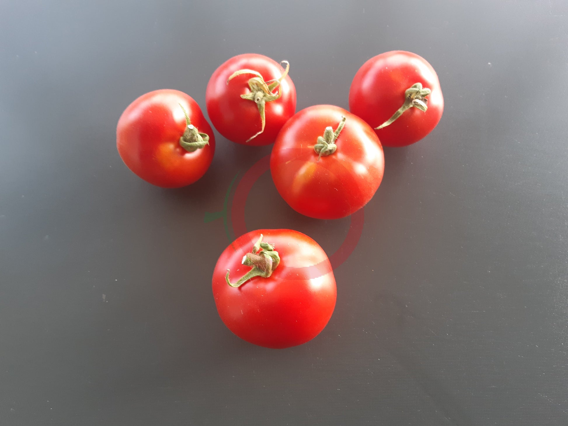 Nochtli DER TOMATENFLÜSTERER