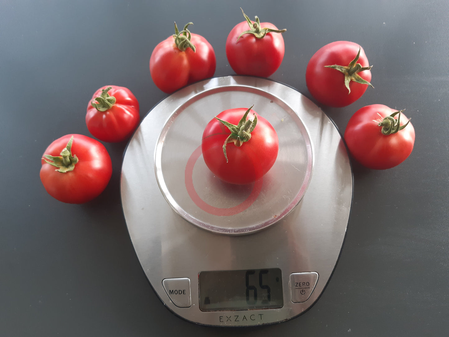 Nochtli DER TOMATENFLÜSTERER
