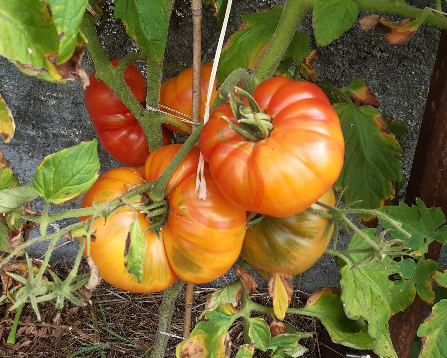 Oaxacan Jewel DER TOMATENFLÜSTERER