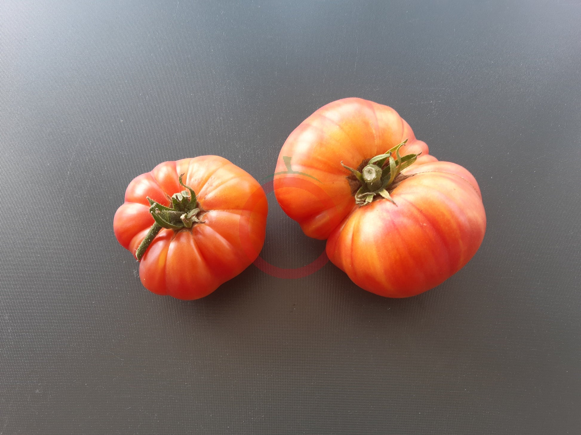 Oaxacan Jewel DER TOMATENFLÜSTERER