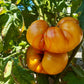 Orange Orangutan DER TOMATENFLÜSTERER