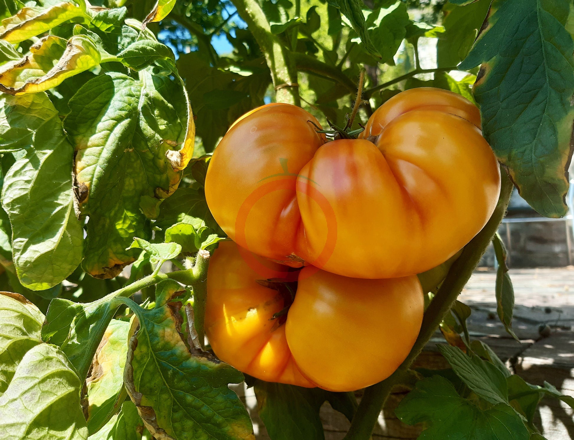 Orange Orangutan DER TOMATENFLÜSTERER