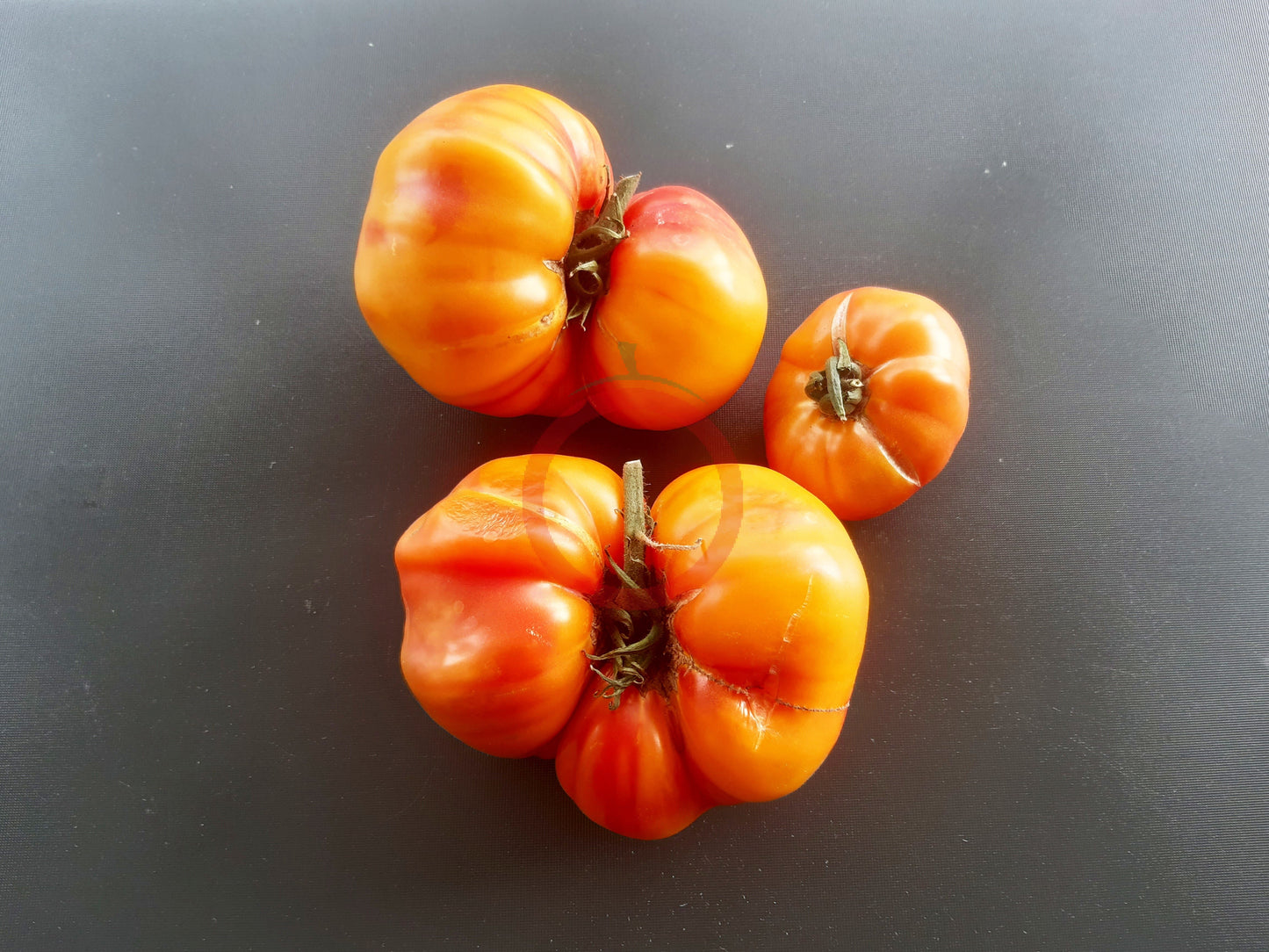 Orange Orangutan DER TOMATENFLÜSTERER