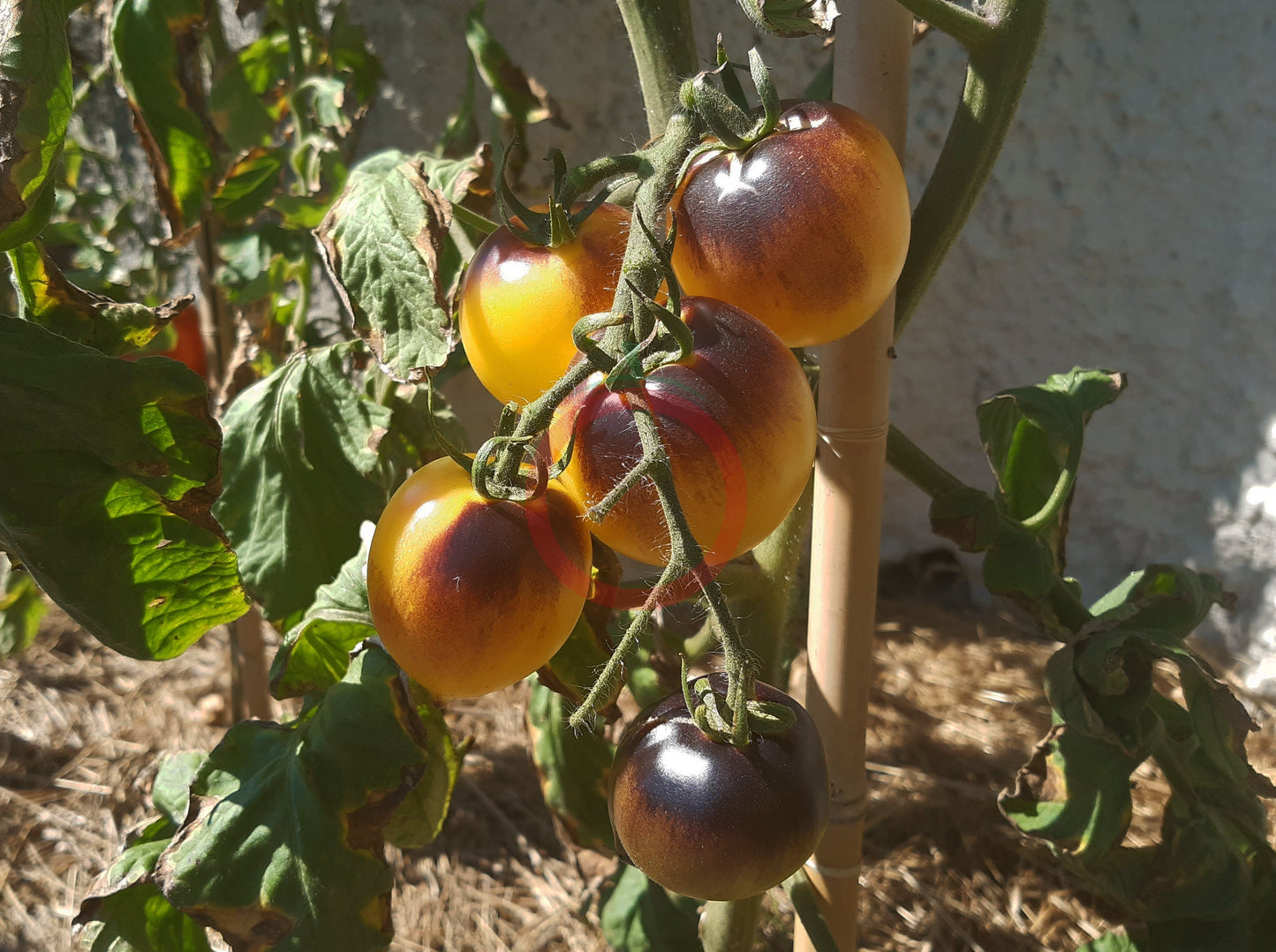 Orangepurple Strip DER TOMATENFLÜSTERER