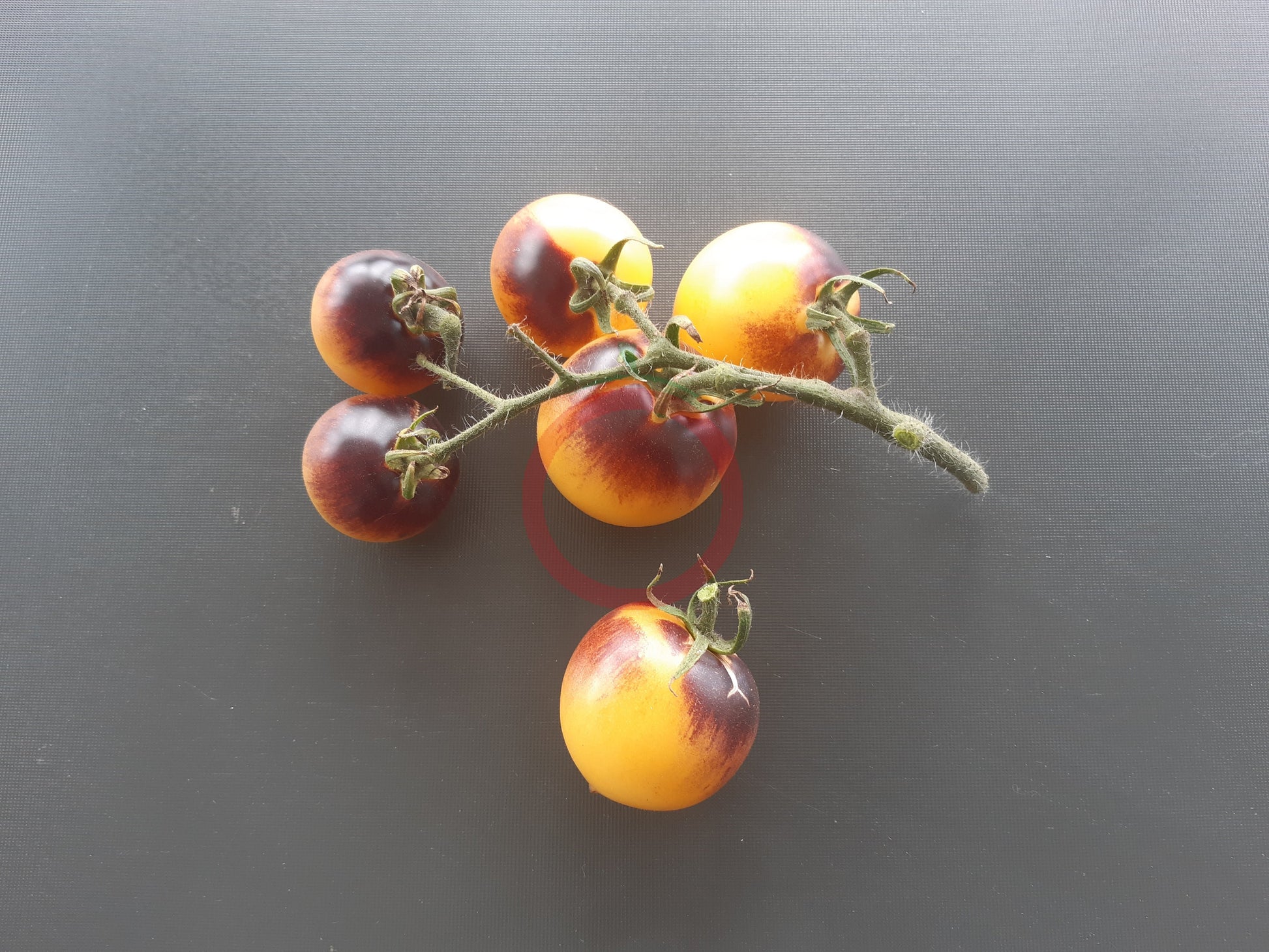 Orangepurple Strip DER TOMATENFLÜSTERER