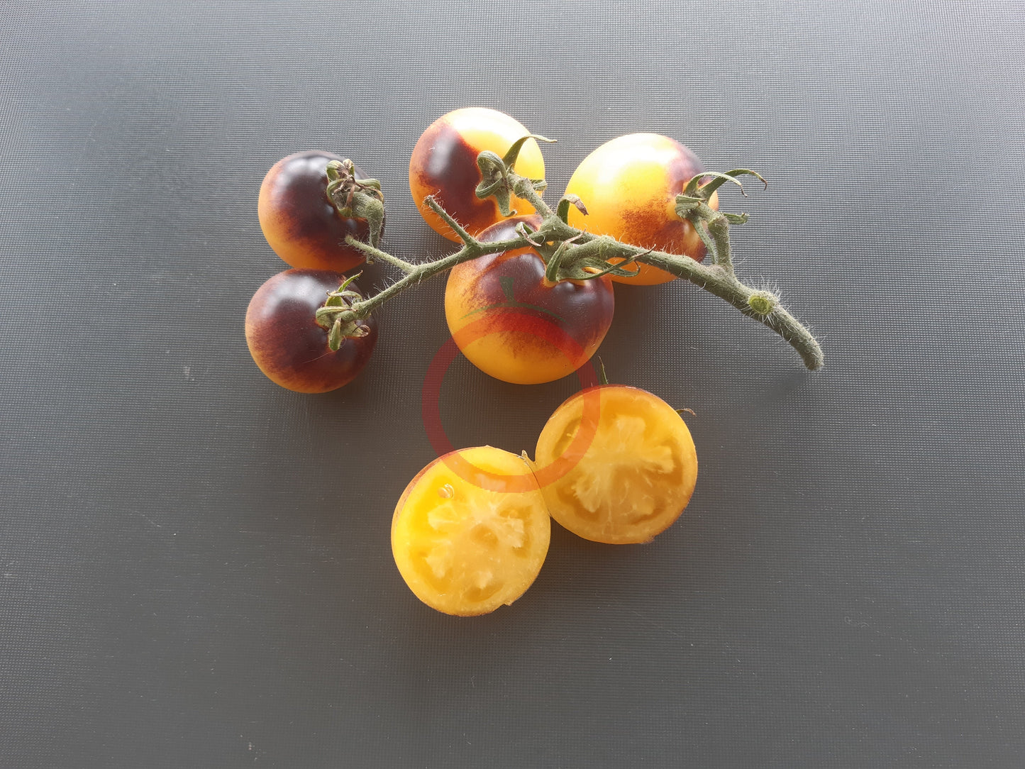 Orangepurple Strip DER TOMATENFLÜSTERER