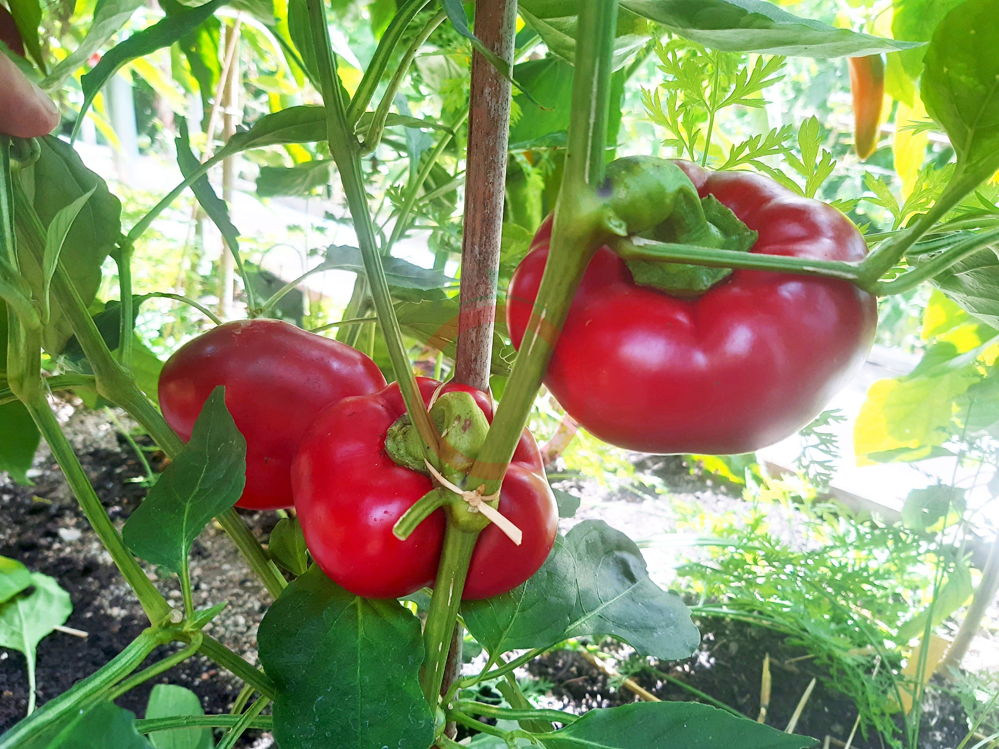 Paradeispaprika Stekovics DER TOMATENFLÜSTERER