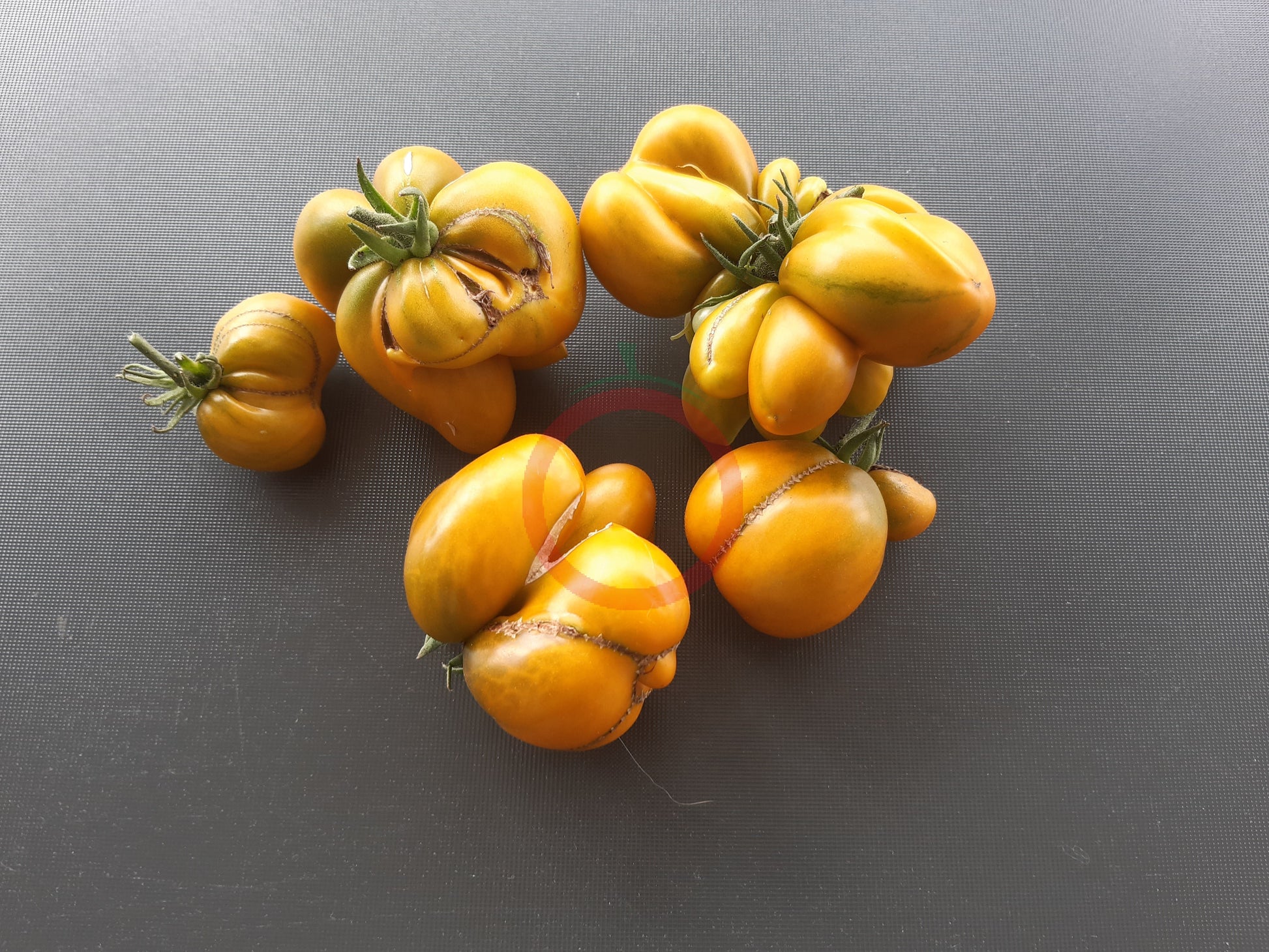 Phil´s Two DER TOMATENFLÜSTERER