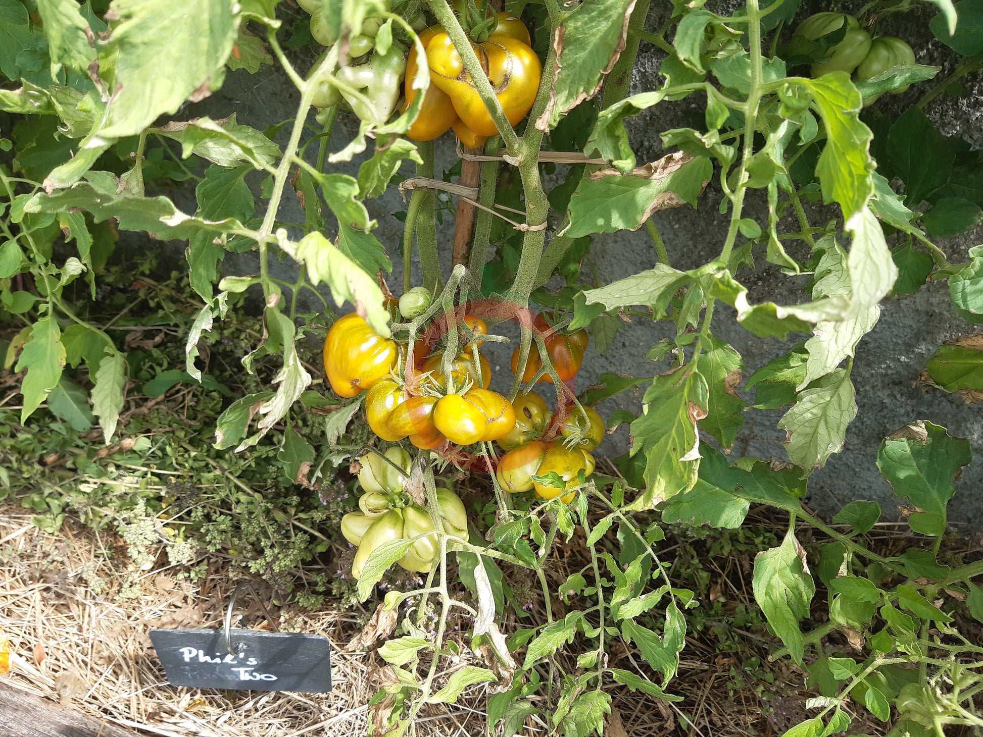 Phil´s Two DER TOMATENFLÜSTERER