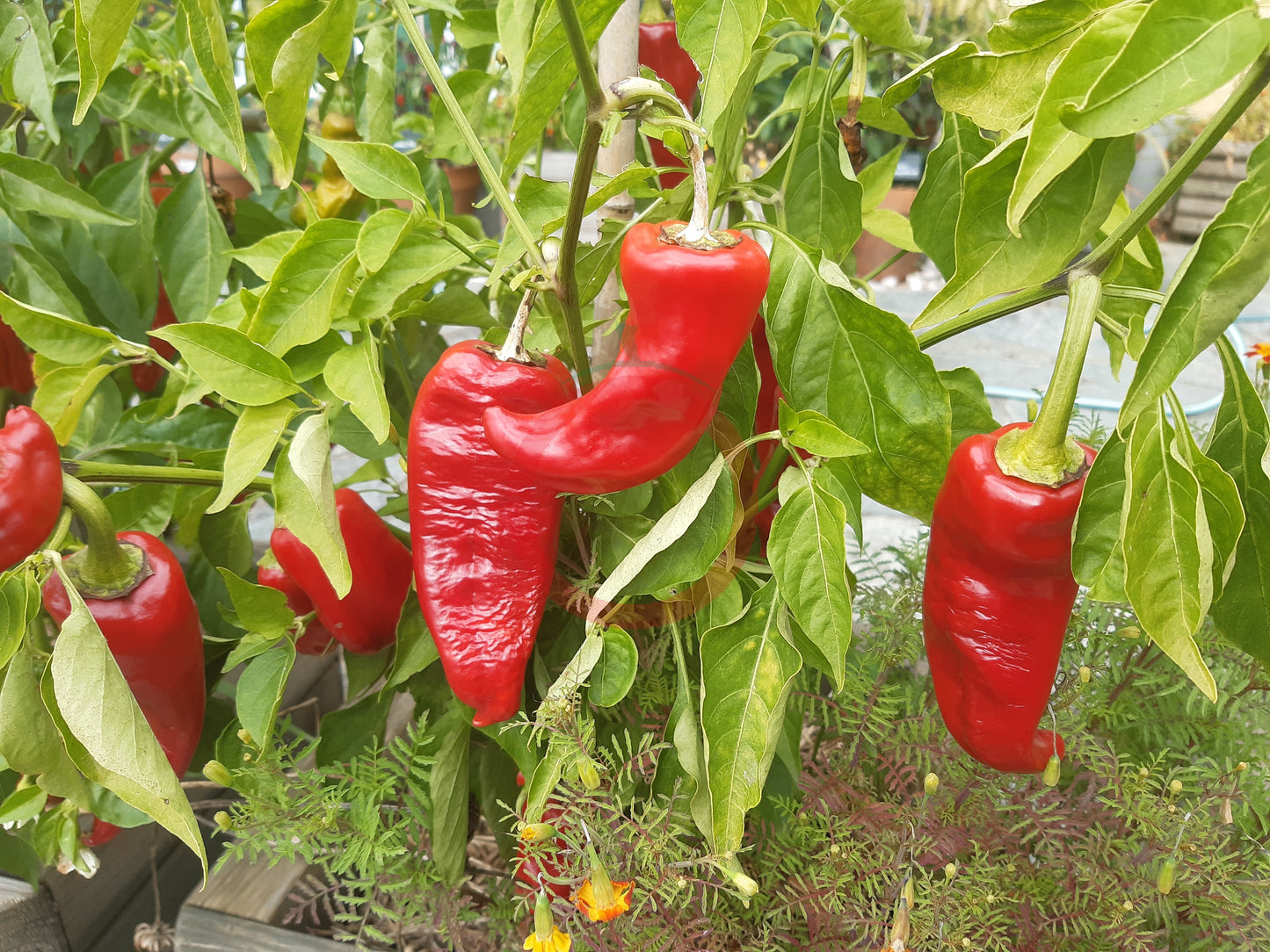 Piment de Bresse DER TOMATENFLÜSTERER