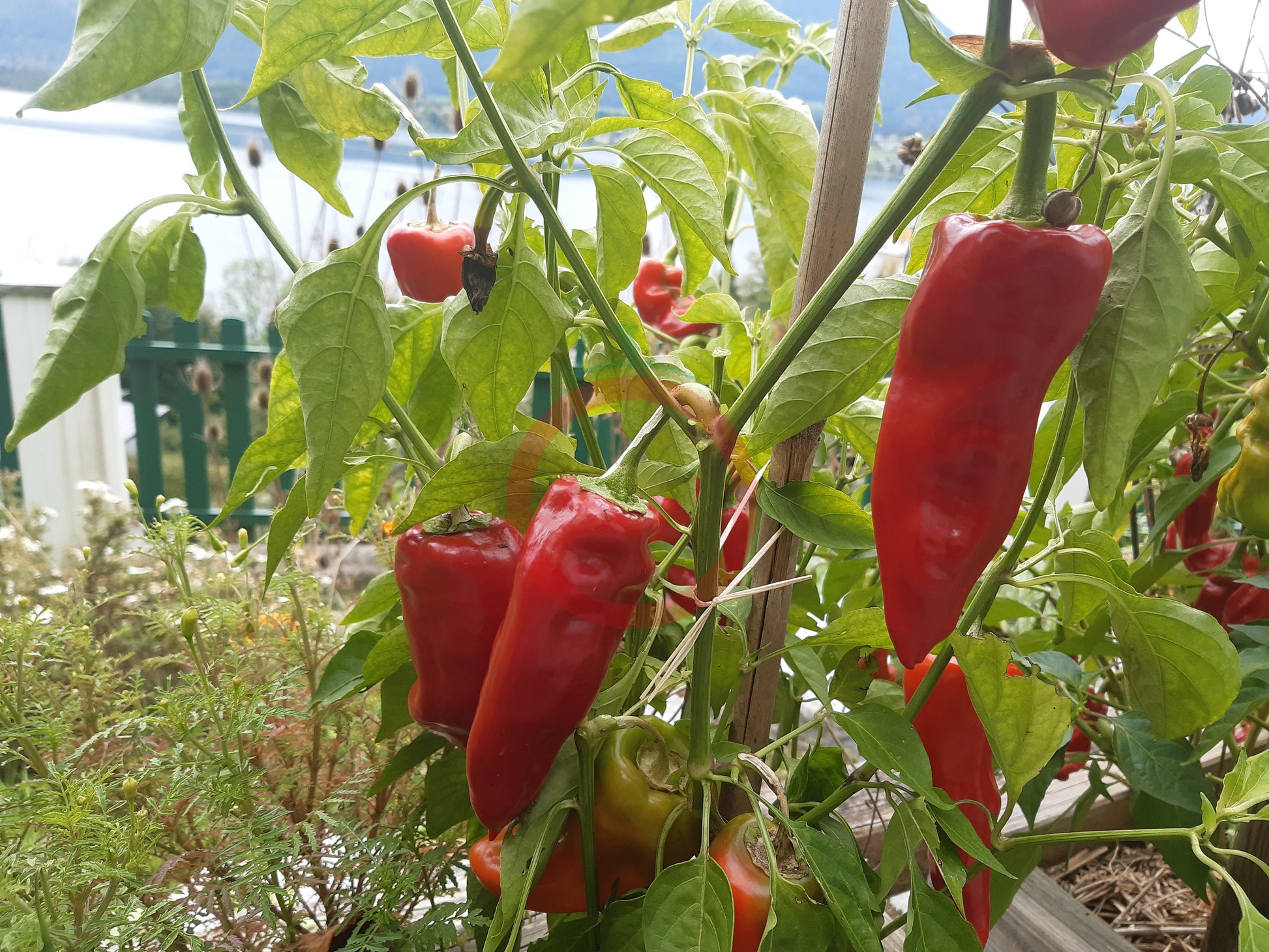 Piment de Bresse DER TOMATENFLÜSTERER