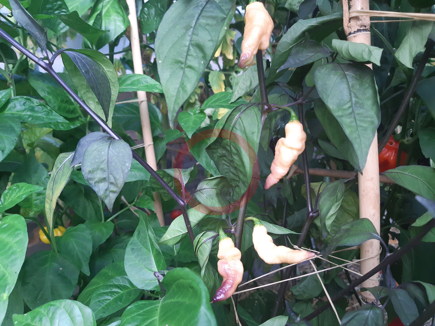 Pink Tiger DER TOMATENFLÜSTERER
