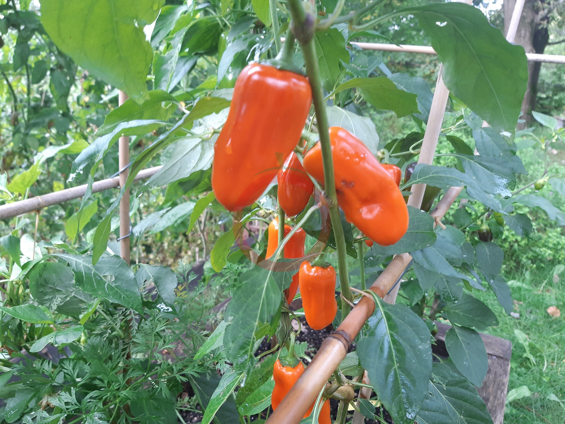 Pippin´s Golden Honey DER TOMATENFLÜSTERER