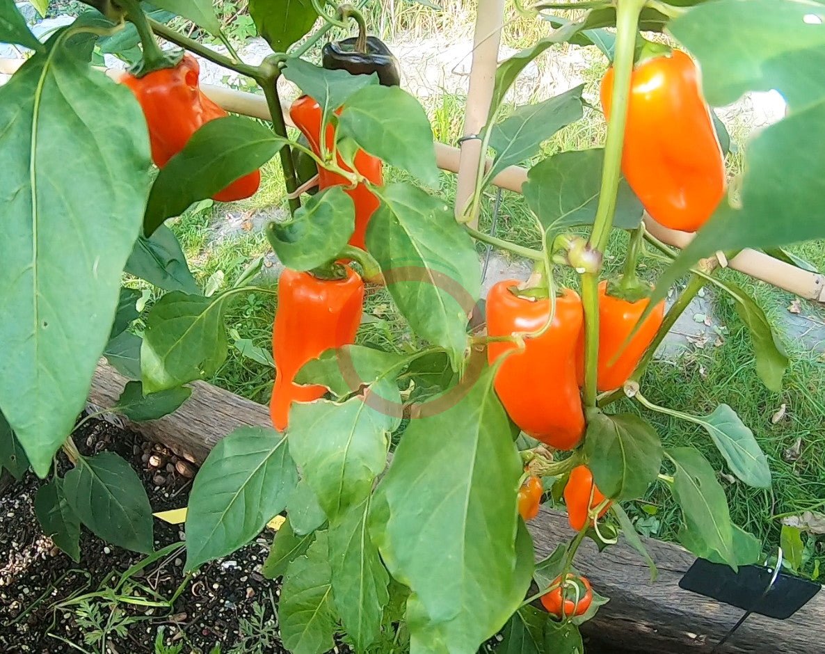 Pippin´s Golden Honey DER TOMATENFLÜSTERER