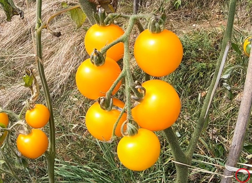 Potato Leaf Varriegated DER TOMATENFLÜSTERER