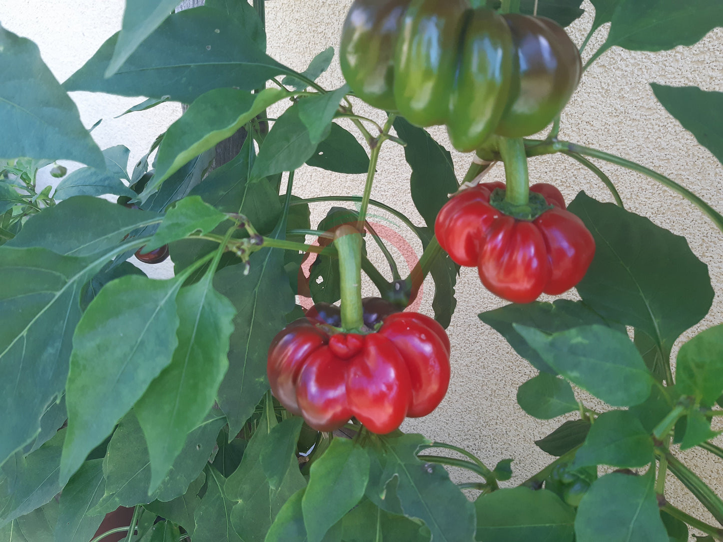 Pritamin DER TOMATENFLÜSTERER