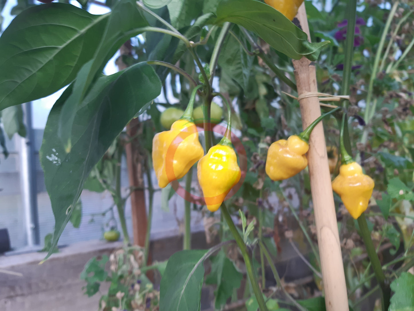 Puerto Rican Yellow DER TOMATENFLÜSTERER