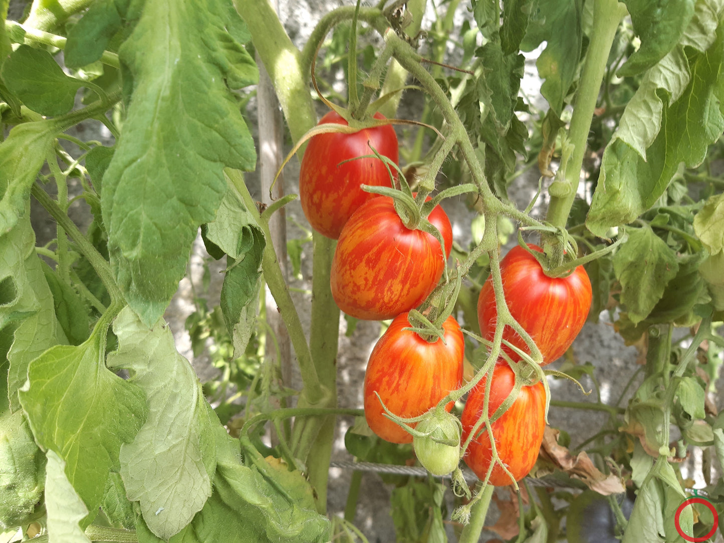 Quagga Quagga DER TOMATENFLÜSTERER