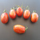 Quagga Quagga DER TOMATENFLÜSTERER