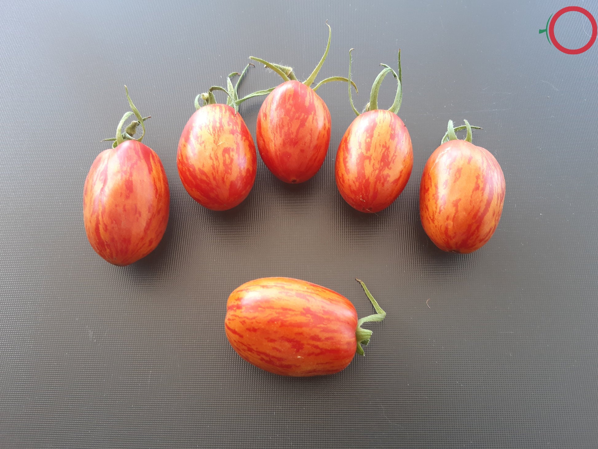 Quagga Quagga DER TOMATENFLÜSTERER