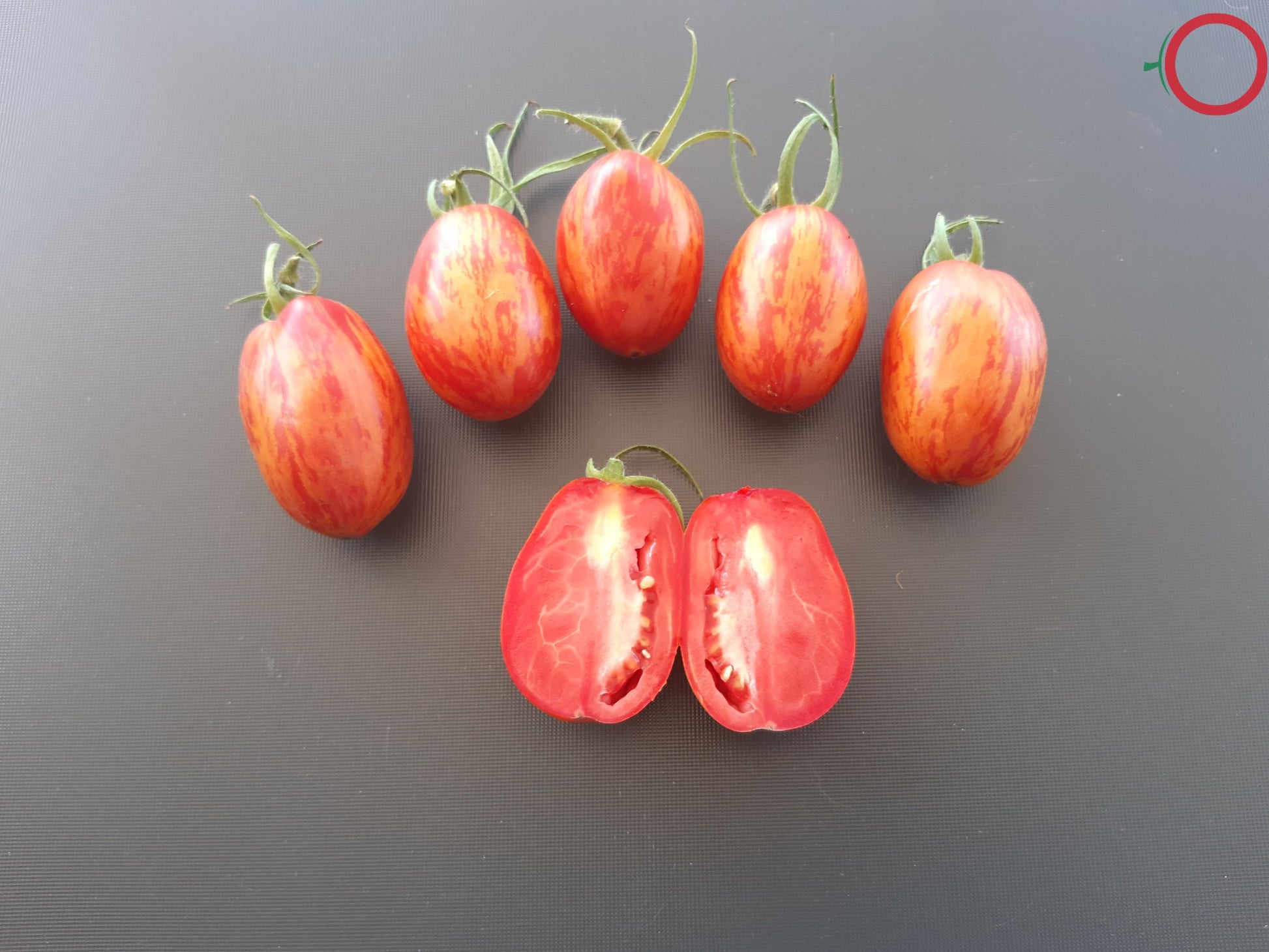 Quagga Quagga DER TOMATENFLÜSTERER