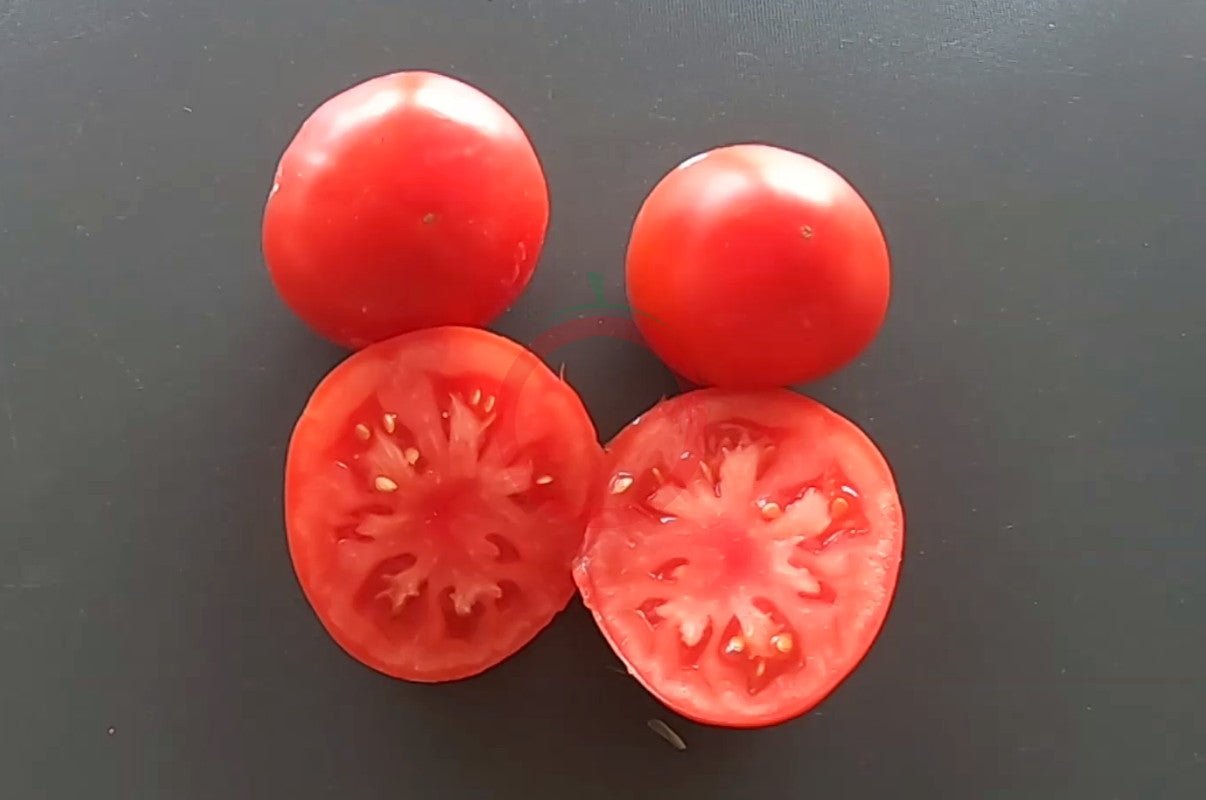 RAF DER TOMATENFLÜSTERER