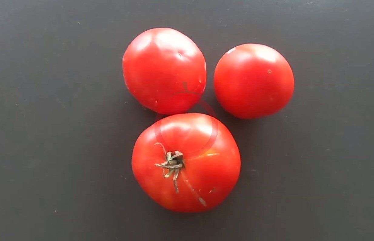 RAF DER TOMATENFLÜSTERER