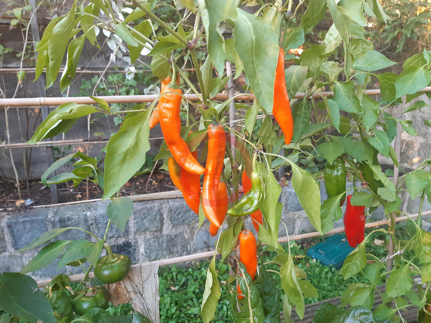 Ramiro Orange DER TOMATENFLÜSTERER