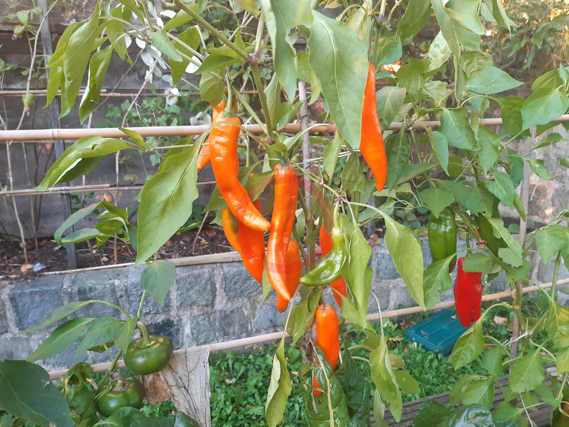 Ramiro Orange DER TOMATENFLÜSTERER