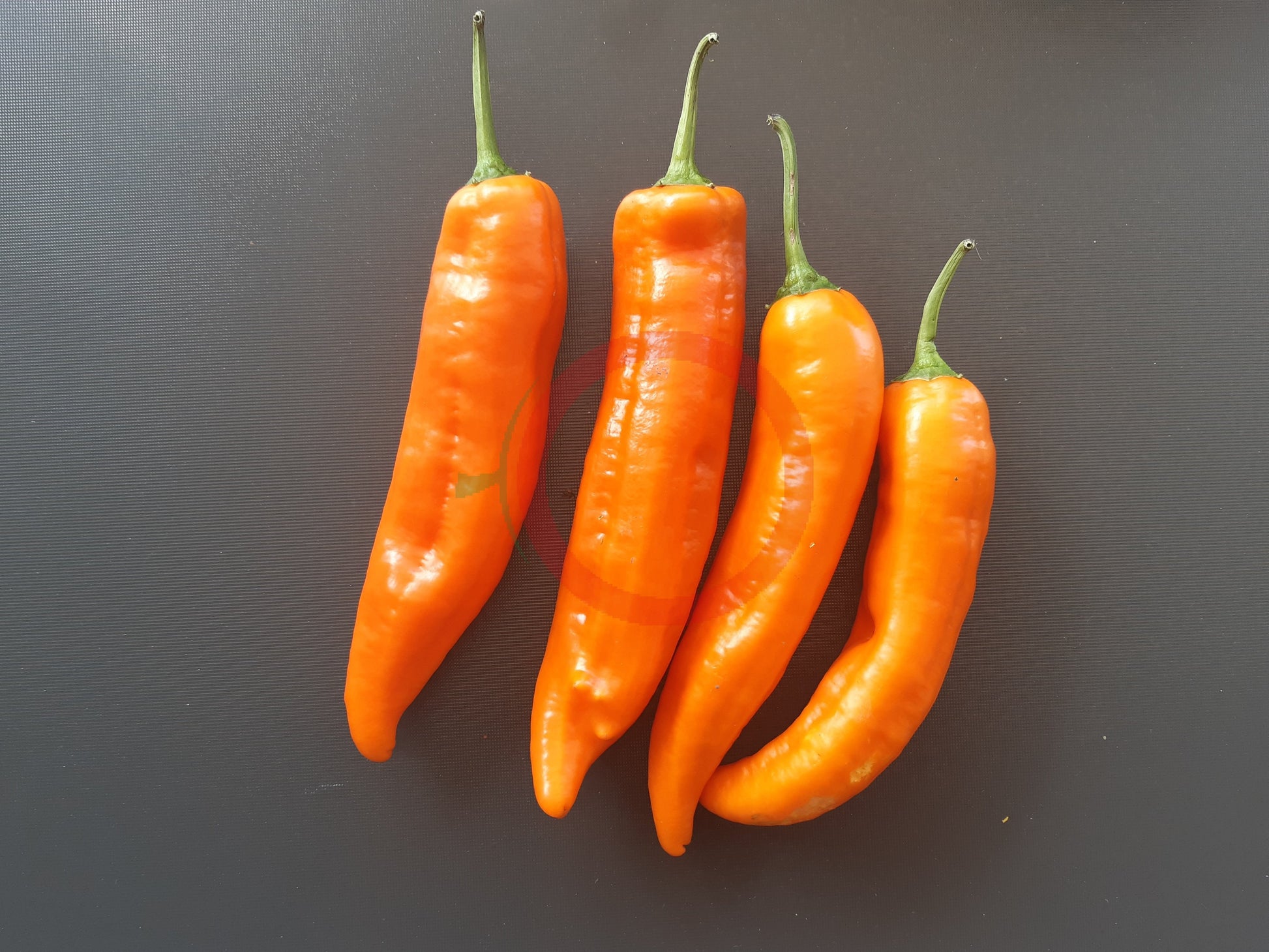 Ramiro Orange DER TOMATENFLÜSTERER