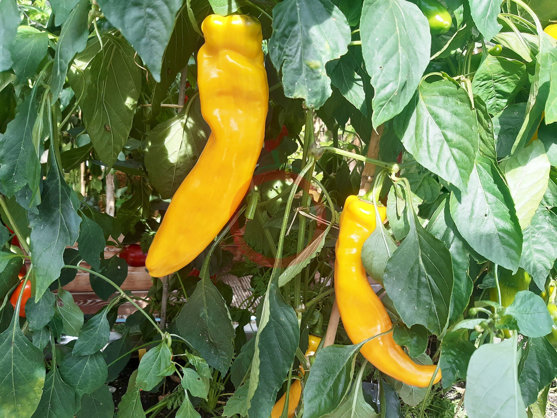 Ramiro Yellow DER TOMATENFLÜSTERER