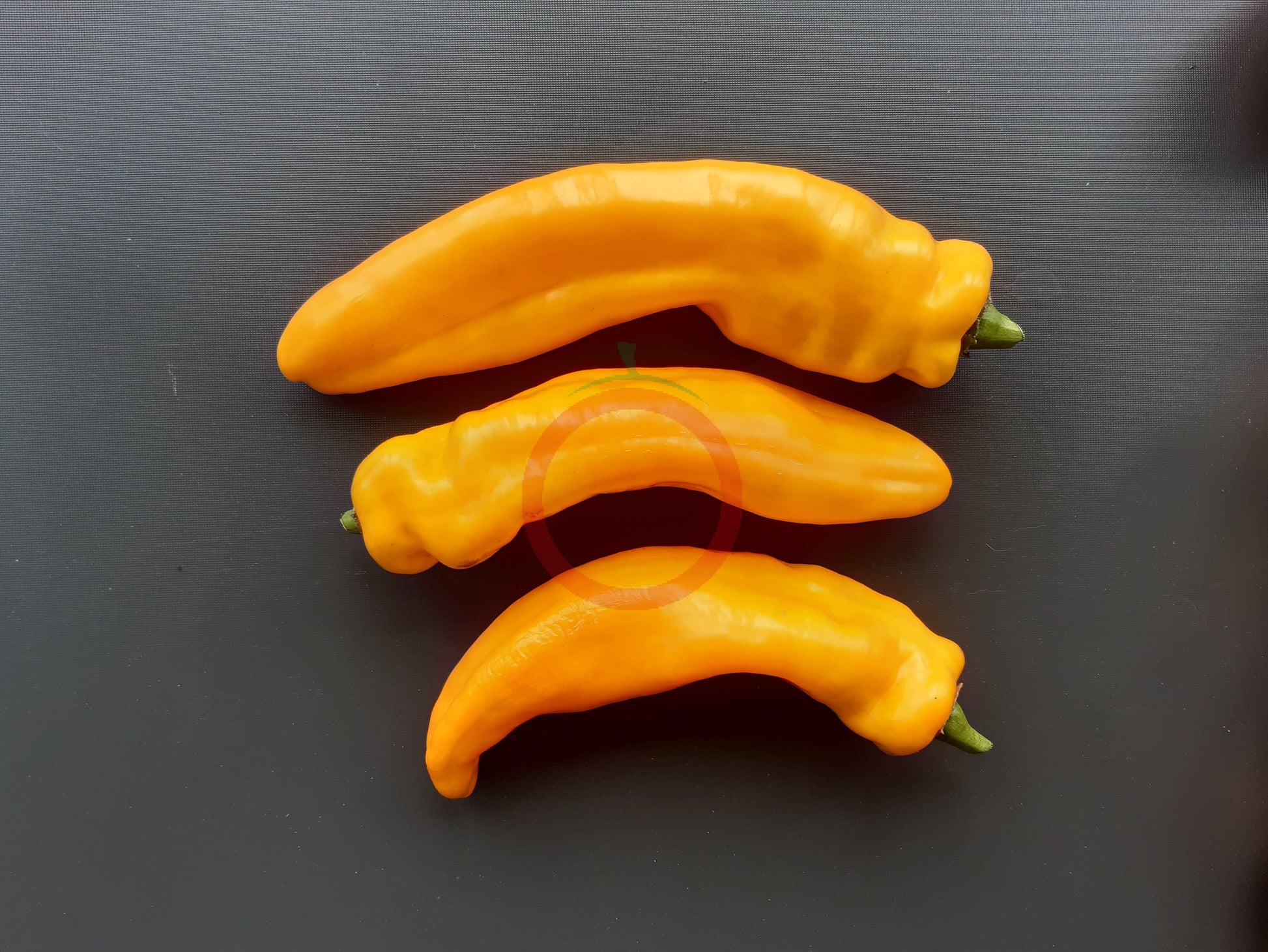 Ramiro Yellow DER TOMATENFLÜSTERER