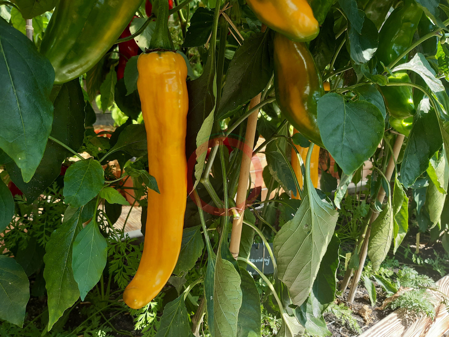 Ramiro Yellow DER TOMATENFLÜSTERER