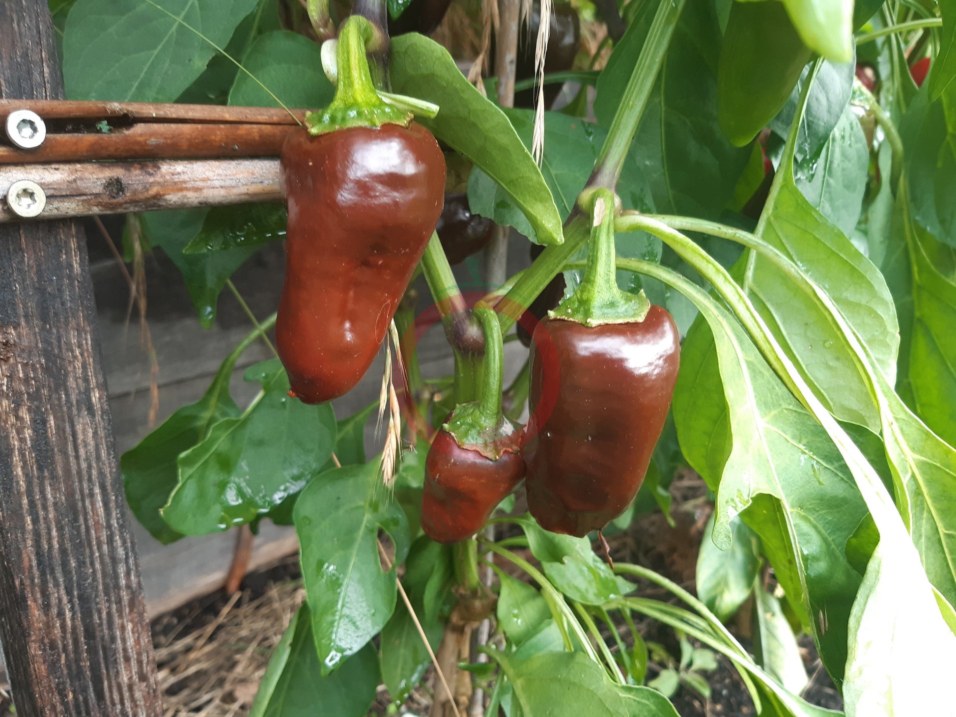 Randy Sine's Sweet Chocoloco DER TOMATENFLÜSTERER