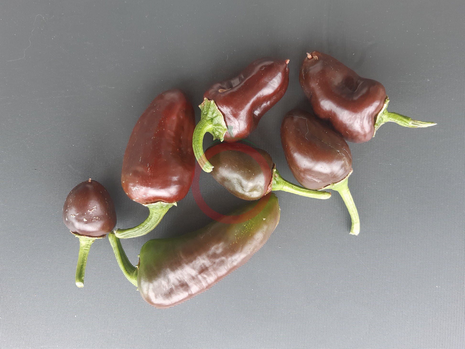 Randy Sine's Sweet Chocoloco DER TOMATENFLÜSTERER