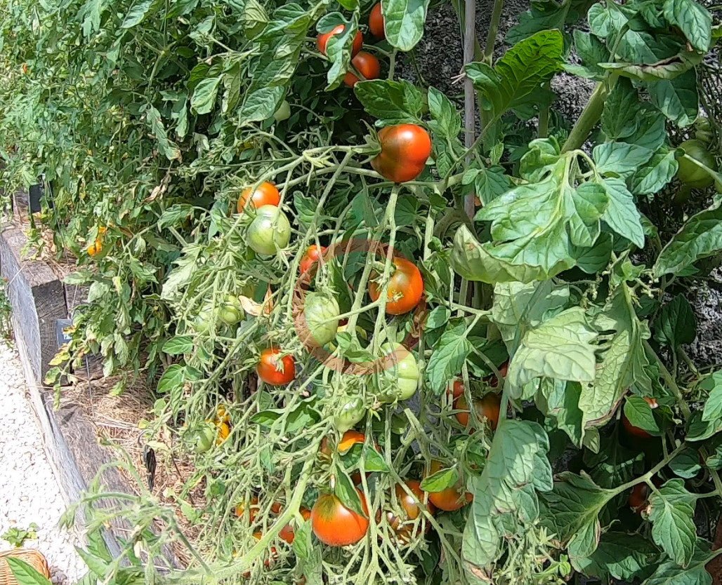Rebel Alliance DER TOMATENFLÜSTERER