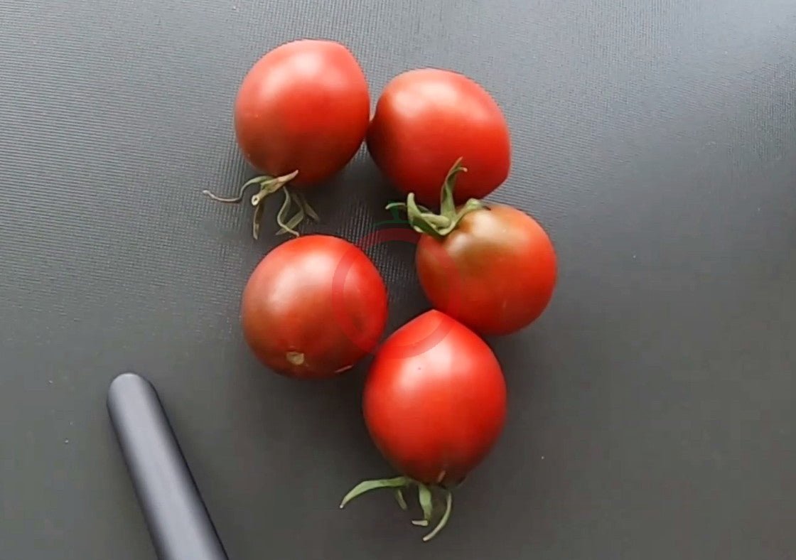 Rebel Alliance DER TOMATENFLÜSTERER