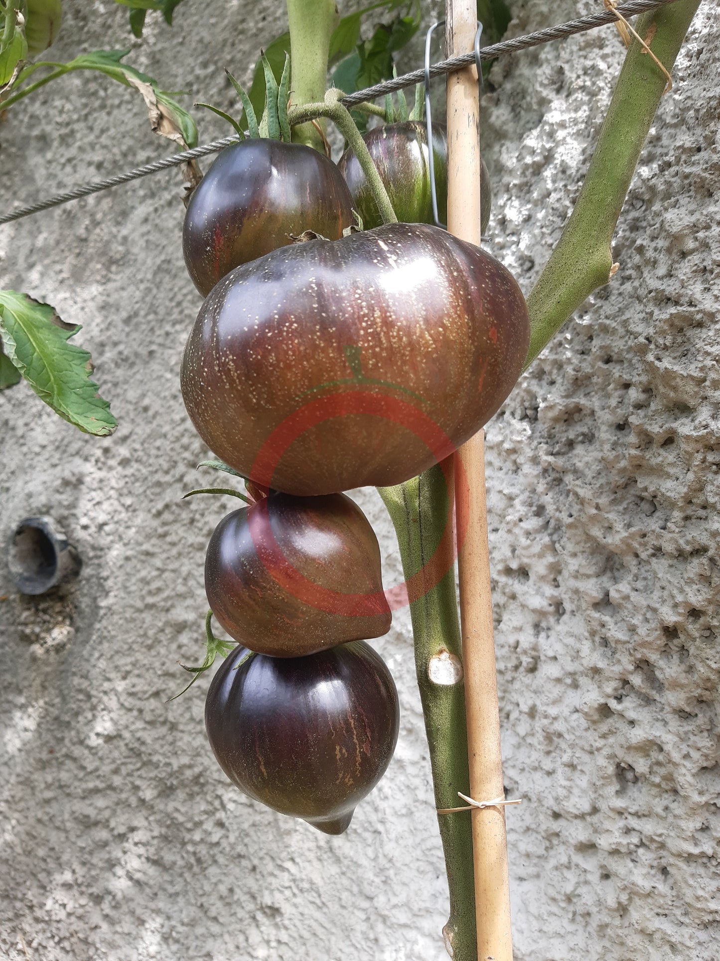 Rebel Starfighter Prime DER TOMATENFLÜSTERER