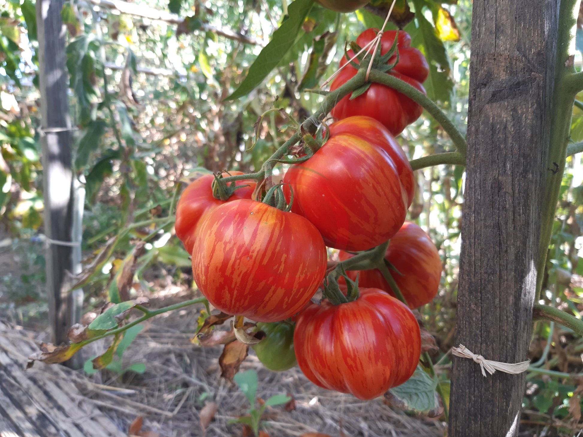 Red Cavern DER TOMATENFLÜSTERER