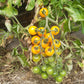 Reinhards Goldkirsche DER TOMATENFLÜSTERER