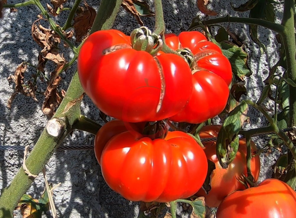 Riccio di Parma DER TOMATENFLÜSTERER