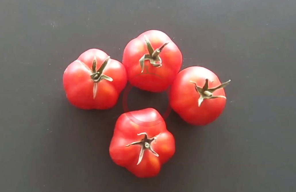 Riñon Ripple Delight DER TOMATENFLÜSTERER
