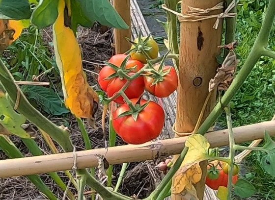 Riñon Ripple Delight DER TOMATENFLÜSTERER