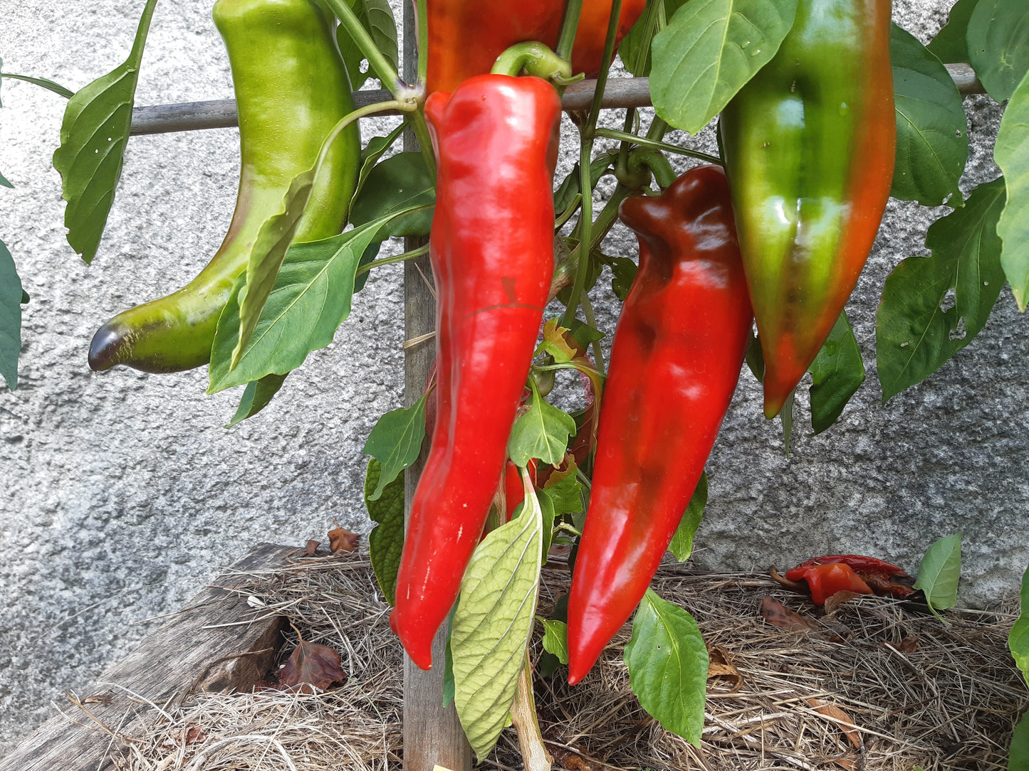 Ros de Mallorca DER TOMATENFLÜSTERER
