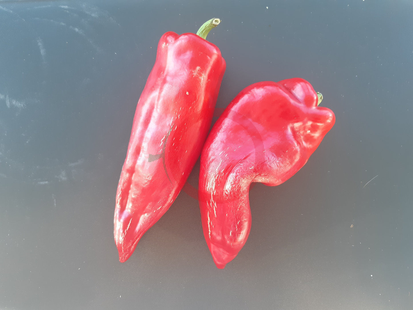 Ros de Mallorca DER TOMATENFLÜSTERER