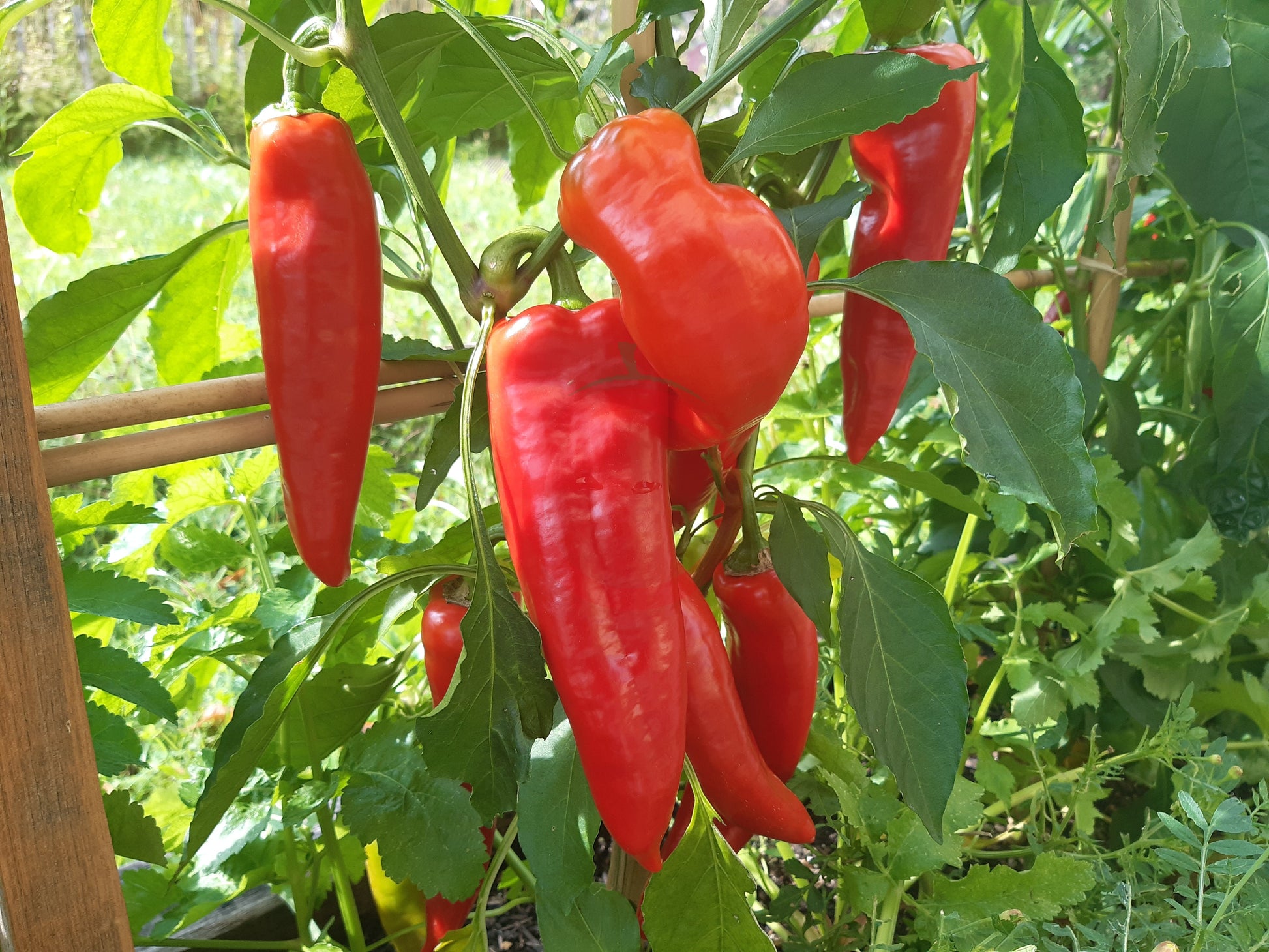 Sakharniy Rojok DER TOMATENFLÜSTERER