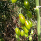 Samocvet Izumrudny DER TOMATENFLÜSTERER